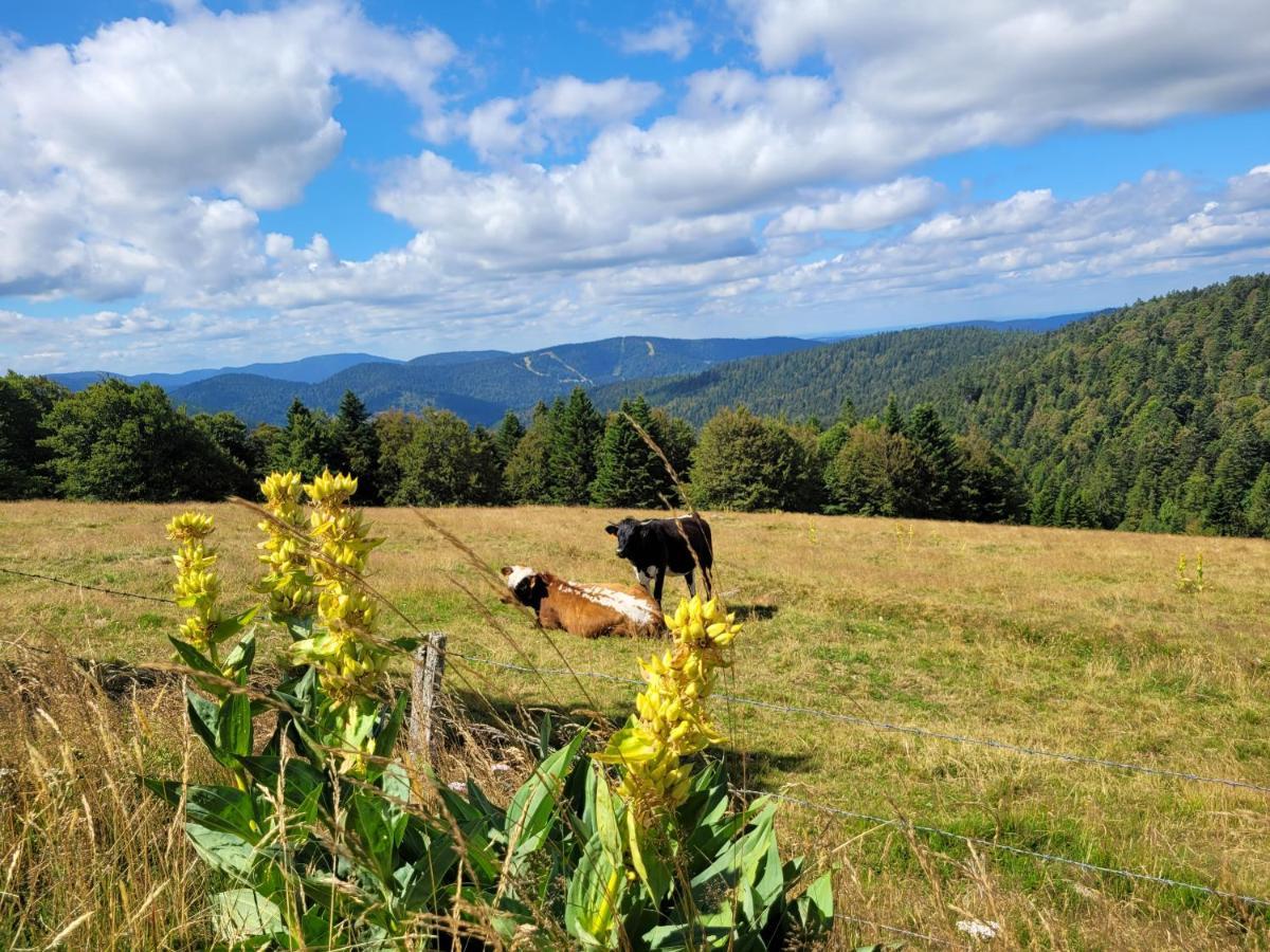 Appartement Chaleureux Au Coeur Des Hautes Vosges Ventron Kültér fotó